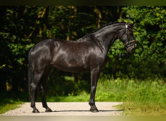 Bawarski koń gorącokrwisty, Klacz, 14 lat, 168 cm, Kara