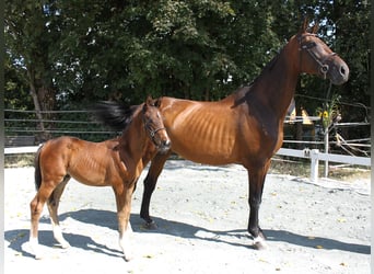 Bawarski koń gorącokrwisty, Klacz, 14 lat, 170 cm, Gniada