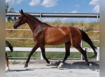 Bawarski koń gorącokrwisty, Klacz, 14 lat, 170 cm, Gniada