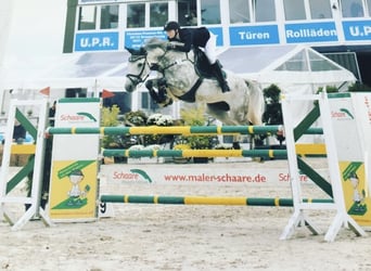 Bawarski koń gorącokrwisty, Klacz, 14 lat, 170 cm, Siwa