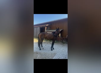 Bawarski koń gorącokrwisty, Klacz, 14 lat, 175 cm, Gniada