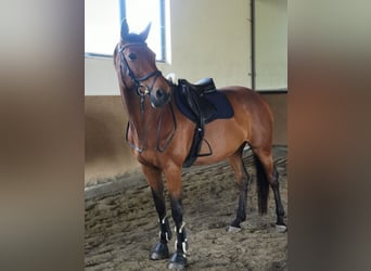 Bawarski koń gorącokrwisty, Klacz, 14 lat, 178 cm, Gniada