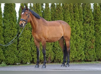 Bawarski koń gorącokrwisty, Klacz, 15 lat, 164 cm, Gniada
