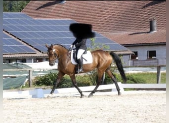 Bawarski koń gorącokrwisty, Klacz, 15 lat, 165 cm, Gniada