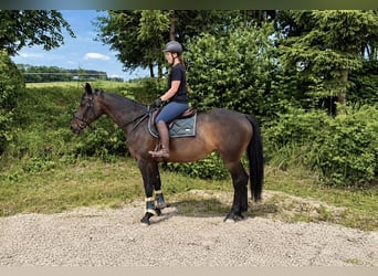 Bawarski koń gorącokrwisty, Klacz, 15 lat, 170 cm, Ciemnogniada