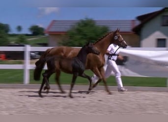 Bawarski koń gorącokrwisty, Klacz, 15 lat, Kasztanowata
