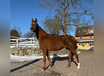 Bawarski koń gorącokrwisty, Klacz, 16 lat, 165 cm, Kasztanowata