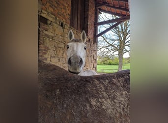 Bawarski koń gorącokrwisty, Klacz, 17 lat, 160 cm, Siwa
