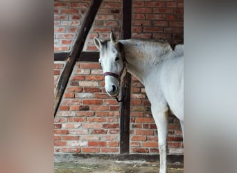 Bawarski koń gorącokrwisty, Klacz, 17 lat, 160 cm, Siwa