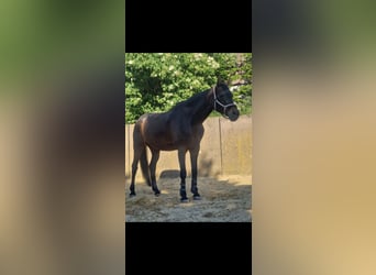 Bawarski koń gorącokrwisty, Klacz, 18 lat, 160 cm, Gniada