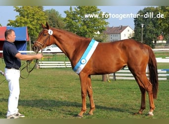 Bawarski koń gorącokrwisty, Klacz, 18 lat, 167 cm, Ciemnokasztanowata