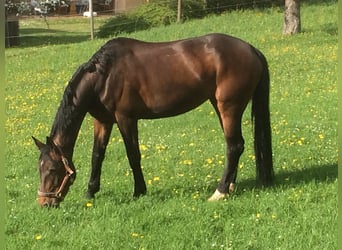 Bawarski koń gorącokrwisty, Klacz, 18 lat, 170 cm, Gniada