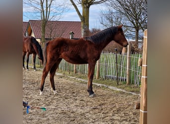 Bawarski koń gorącokrwisty, Klacz, 1 Rok, 172 cm, Gniada