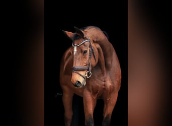 Bawarski koń gorącokrwisty, Klacz, 21 lat, 172 cm, Gniada