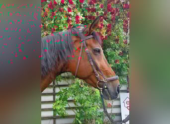 Bawarski koń gorącokrwisty, Klacz, 21 lat, 175 cm, Gniada