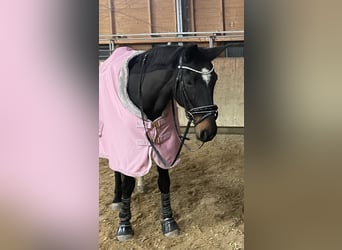 Bawarski koń gorącokrwisty, Klacz, 22 lat, 164 cm, Gniada