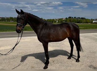 Bawarski koń gorącokrwisty, Klacz, 22 lat, 169 cm, Gniada