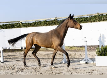 Bawarski koń gorącokrwisty, Klacz, 3 lat, 177 cm, Gniada