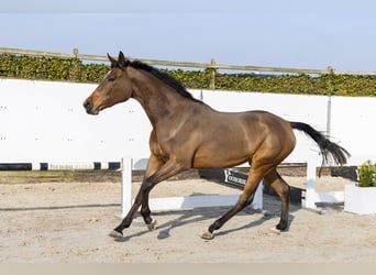 Bawarski koń gorącokrwisty, Klacz, 3 lat, 177 cm, Gniada