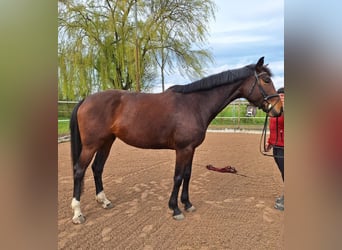 Bawarski koń gorącokrwisty, Klacz, 4 lat, 168 cm, Gniada