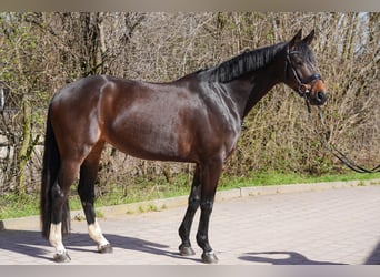 Bawarski koń gorącokrwisty, Klacz, 5 lat, 164 cm, Ciemnogniada