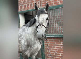 Bawarski koń gorącokrwisty, Klacz, 5 lat, 168 cm, Siwa