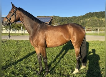 Bawarski koń gorącokrwisty, Klacz, 5 lat, 172 cm, Ciemnogniada