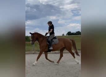 Bawarski koń gorącokrwisty, Klacz, 6 lat, 160 cm, Kasztanowata