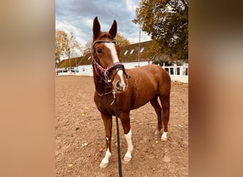 Bawarski koń gorącokrwisty, Klacz, 6 lat, 160 cm, Kasztanowata