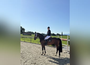 Bawarski koń gorącokrwisty, Klacz, 6 lat, 163 cm, Gniada