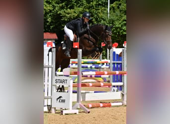 Bawarski koń gorącokrwisty, Klacz, 6 lat, 163 cm, Gniada