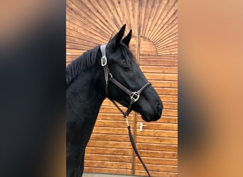 Bawarski koń gorącokrwisty, Klacz, 6 lat, 165 cm, Kara