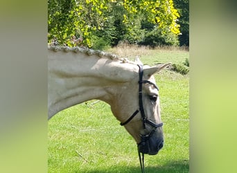 Bawarski koń gorącokrwisty, Klacz, 6 lat, 170 cm, Izabelowata