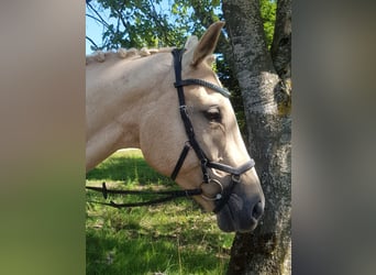 Bawarski koń gorącokrwisty, Klacz, 6 lat, 170 cm, Izabelowata