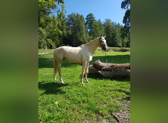 Bawarski koń gorącokrwisty, Klacz, 6 lat, 170 cm, Izabelowata
