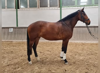 Bawarski koń gorącokrwisty, Klacz, 6 lat, 181 cm, Gniada