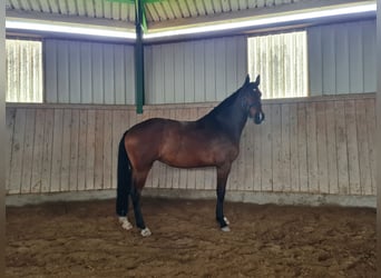 Bawarski koń gorącokrwisty, Klacz, 6 lat, 181 cm, Gniada