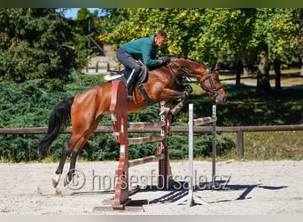 Bawarski koń gorącokrwisty, Klacz, 7 lat, 175 cm, Gniada