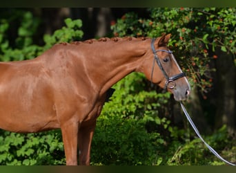 Bawarski koń gorącokrwisty, Klacz, 7 lat, 182 cm, Kasztanowata