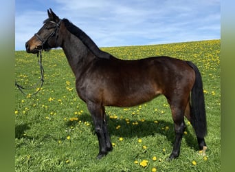 Bawarski koń gorącokrwisty, Klacz, 8 lat, 162 cm, Ciemnogniada