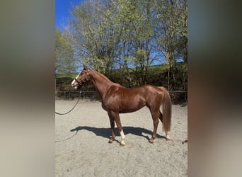 Bawarski koń gorącokrwisty, Klacz, 9 lat, 162 cm, Kasztanowata