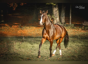 Bawarski koń gorącokrwisty, Klacz, 9 lat, 167 cm, Ciemnogniada