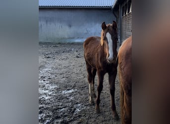 Bawarski koń gorącokrwisty, Klacz, Źrebak (04/2025), 170 cm, Ciemnokasztanowata