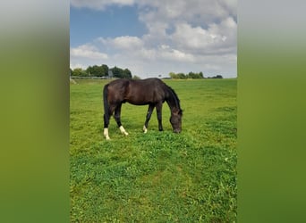 Bawarski koń gorącokrwisty, Ogier, 2 lat, 165 cm, Gniada