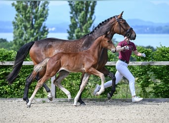 Bawarski koń gorącokrwisty, Ogier, Źrebak (03/2024), 170 cm, Gniada