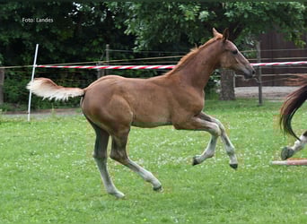 Bawarski koń gorącokrwisty, Ogier, Źrebak (04/2025), 172 cm, Kasztanowata