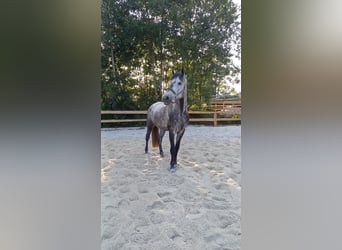 Bawarski koń gorącokrwisty, Wałach, 10 lat, 170 cm, Siwa