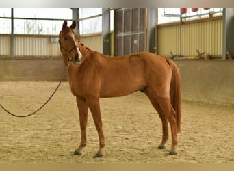 Bawarski koń gorącokrwisty, Wałach, 11 lat, 165 cm, Kasztanowata