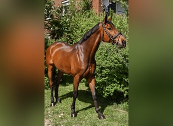 Bawarski koń gorącokrwisty, Wałach, 12 lat, 170 cm, Gniada