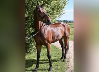 Bawarski koń gorącokrwisty, Wałach, 12 lat, 170 cm, Gniada